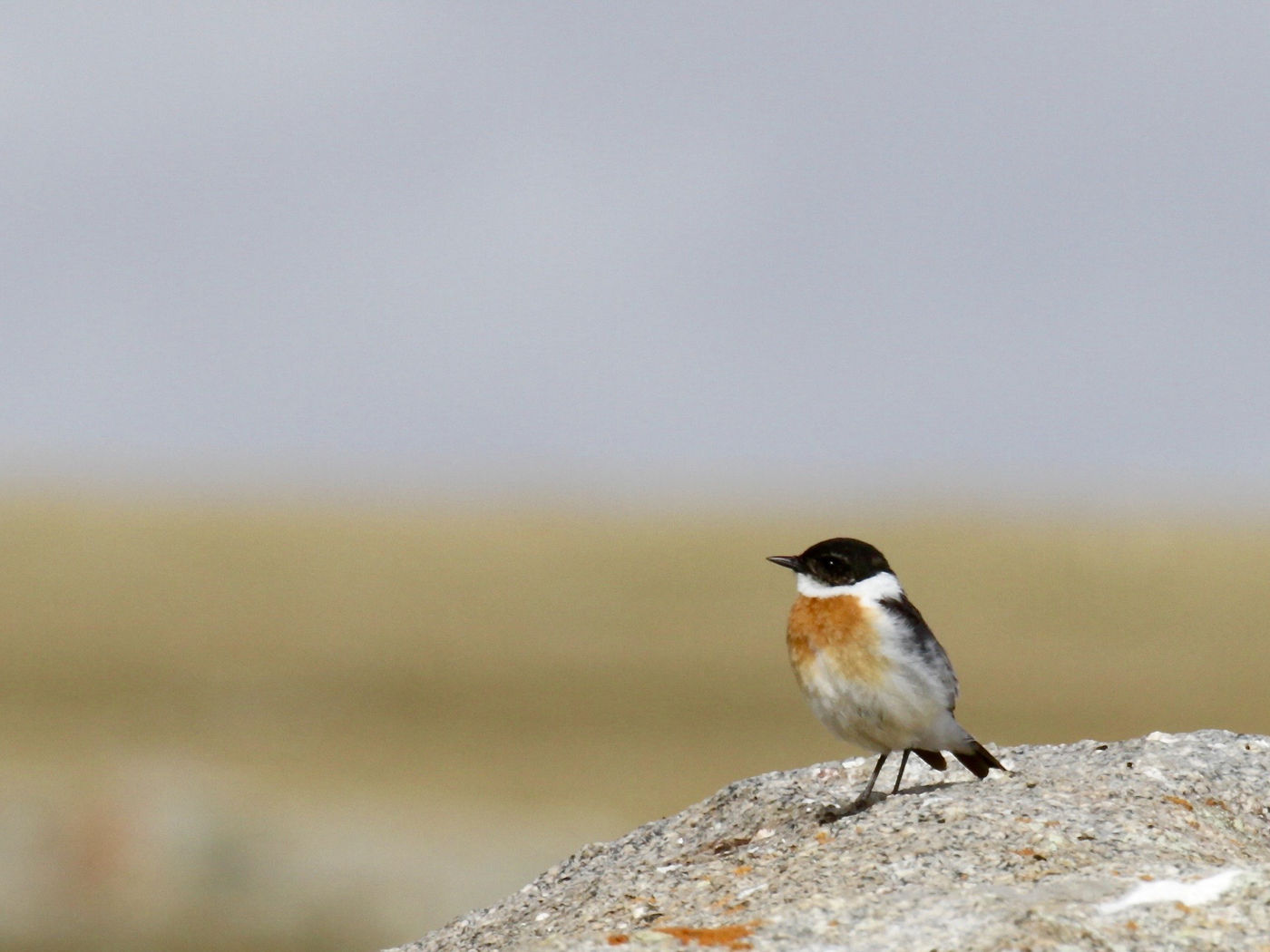 The breeding range of hodgson's bush chat is limited to a few scattered locations in Mongolia. © Geert Beckers