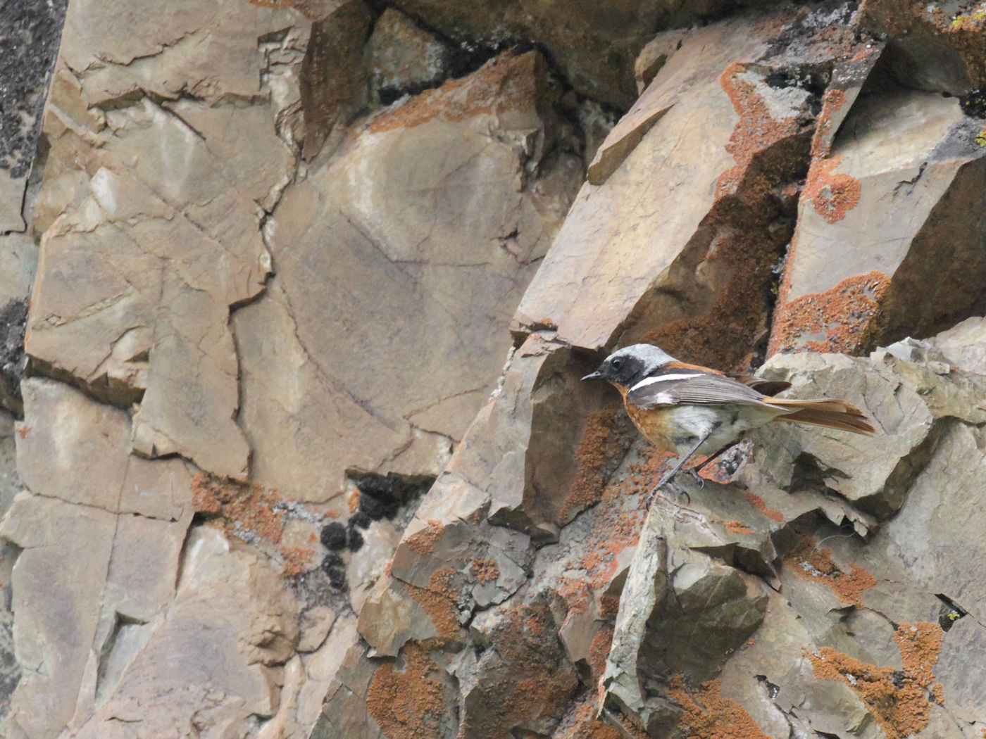 Evermann's redstarts are gems of the rocky slopes. © Geert Beckers