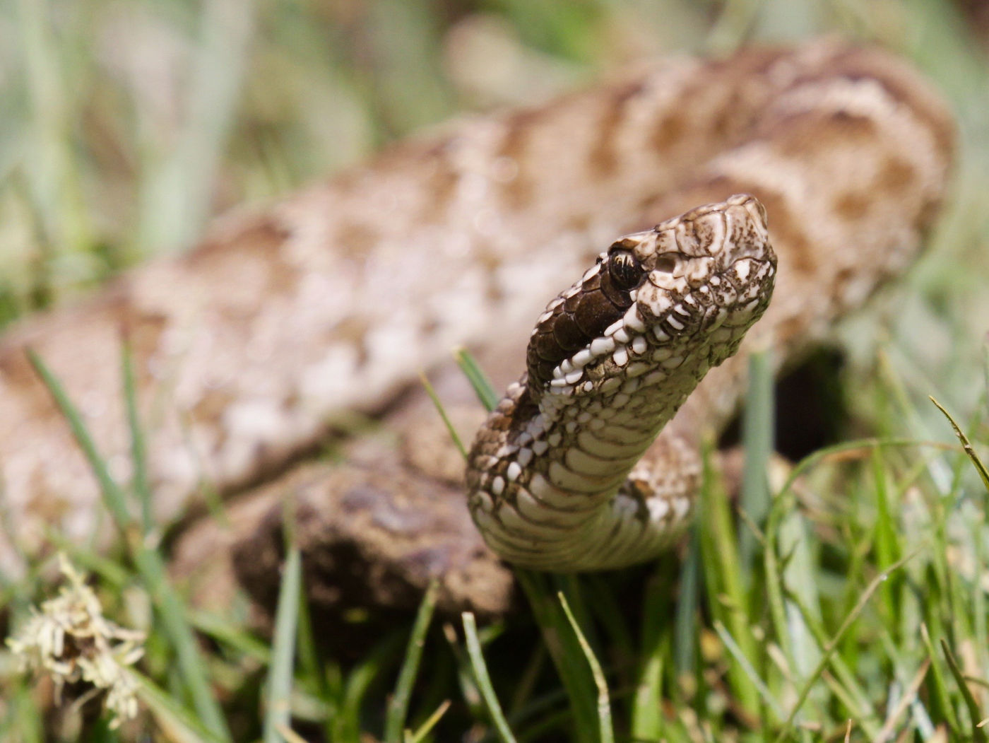 Close-up of a common viper © Geert Beckers