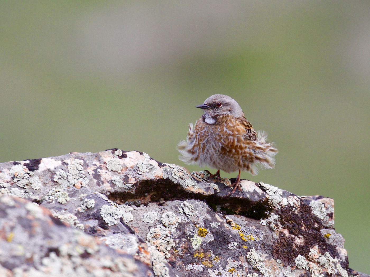 Altai accentor is a true specialty of the alpine. © Geert Beckers