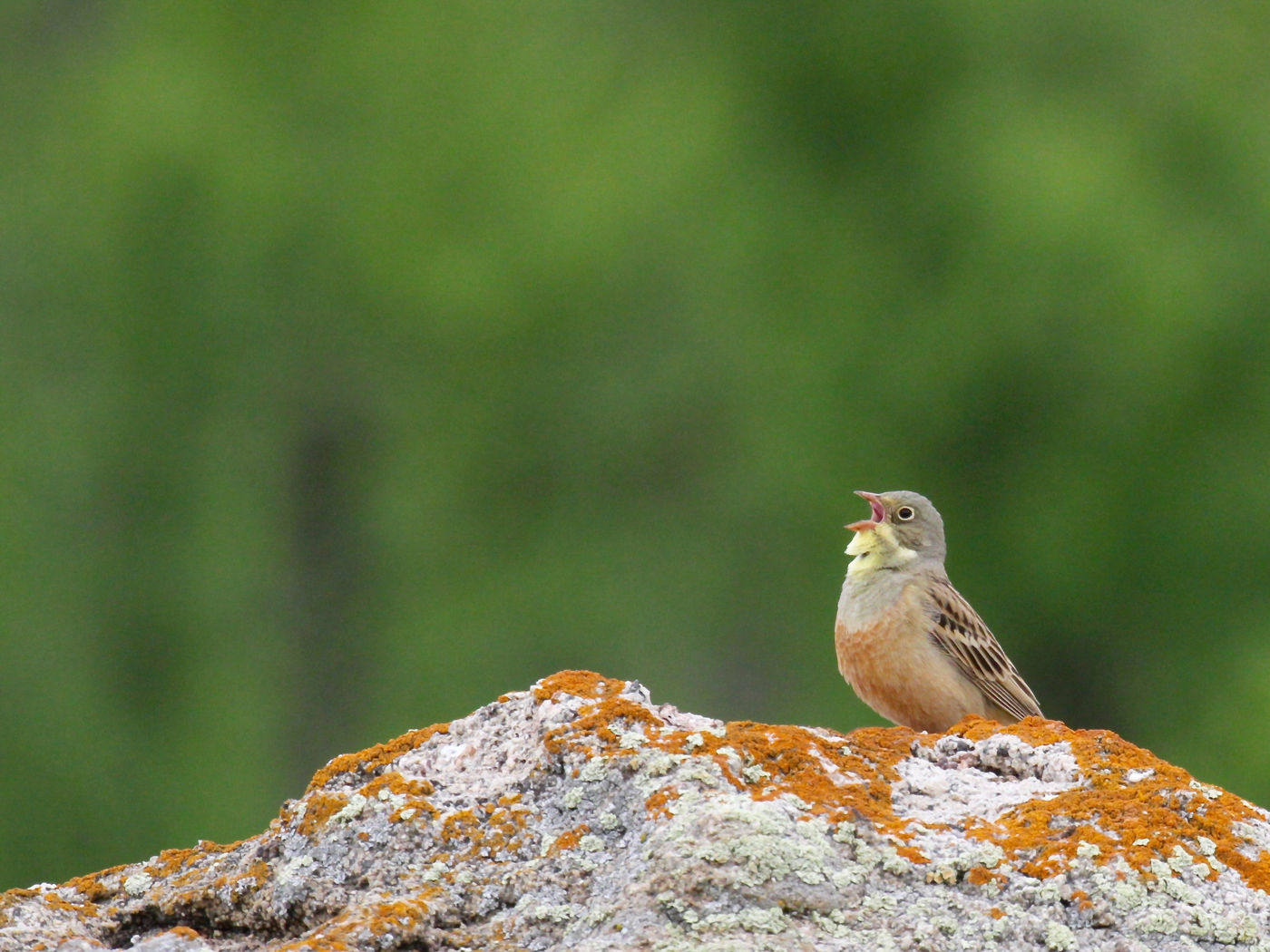 A male ortolan bunting sings its heart out. © Geert Beckers