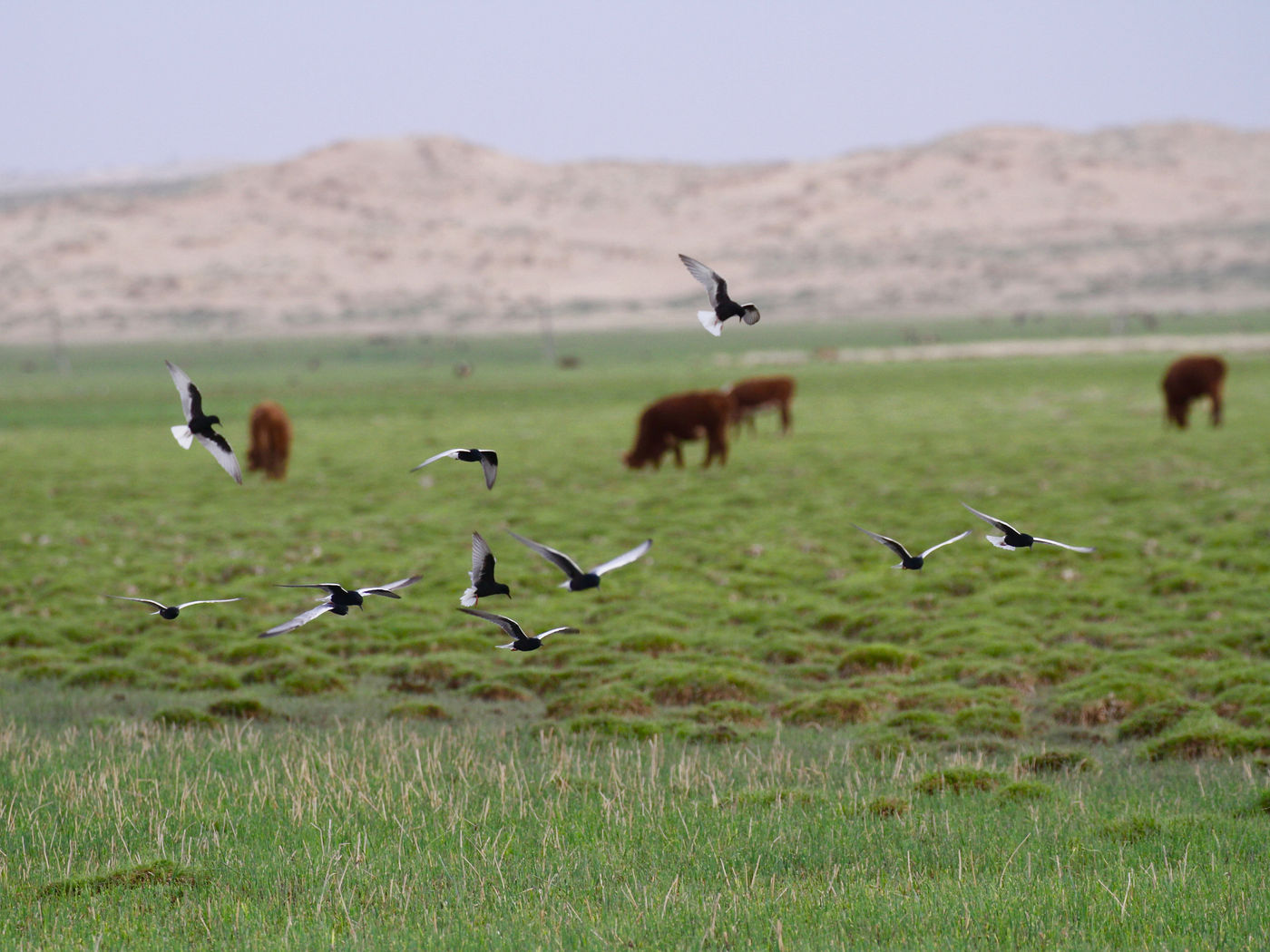 White-winged terns are everywhere! © Geert Beckers