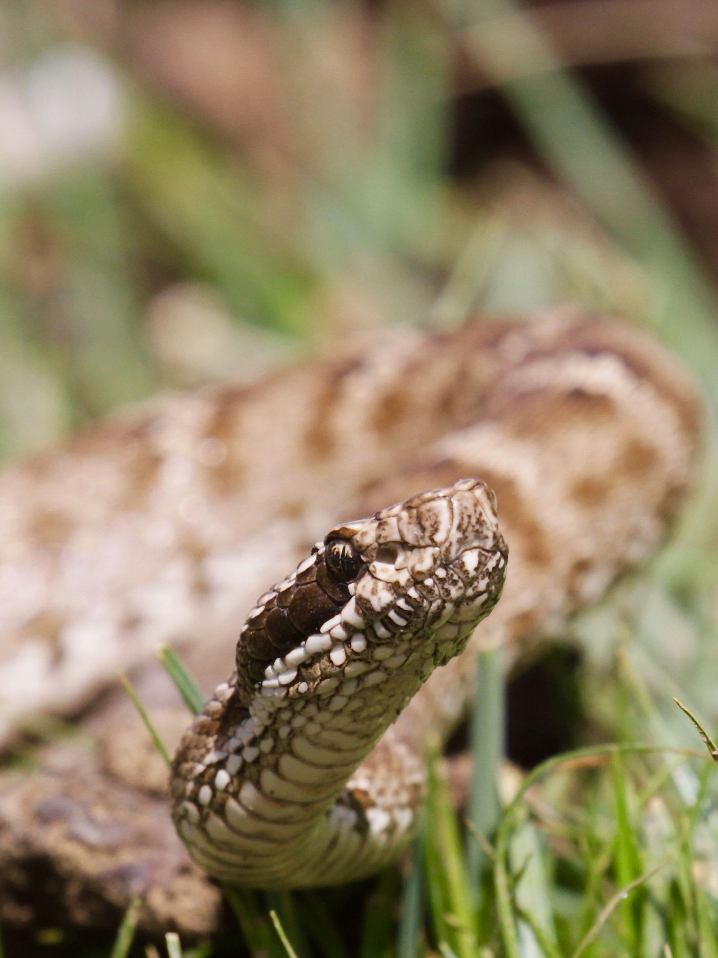 Een ontmoeting met een adder was even verschieten, maar werd daarna op de gevoelige plaat vastgelegd. © Geert Beckers