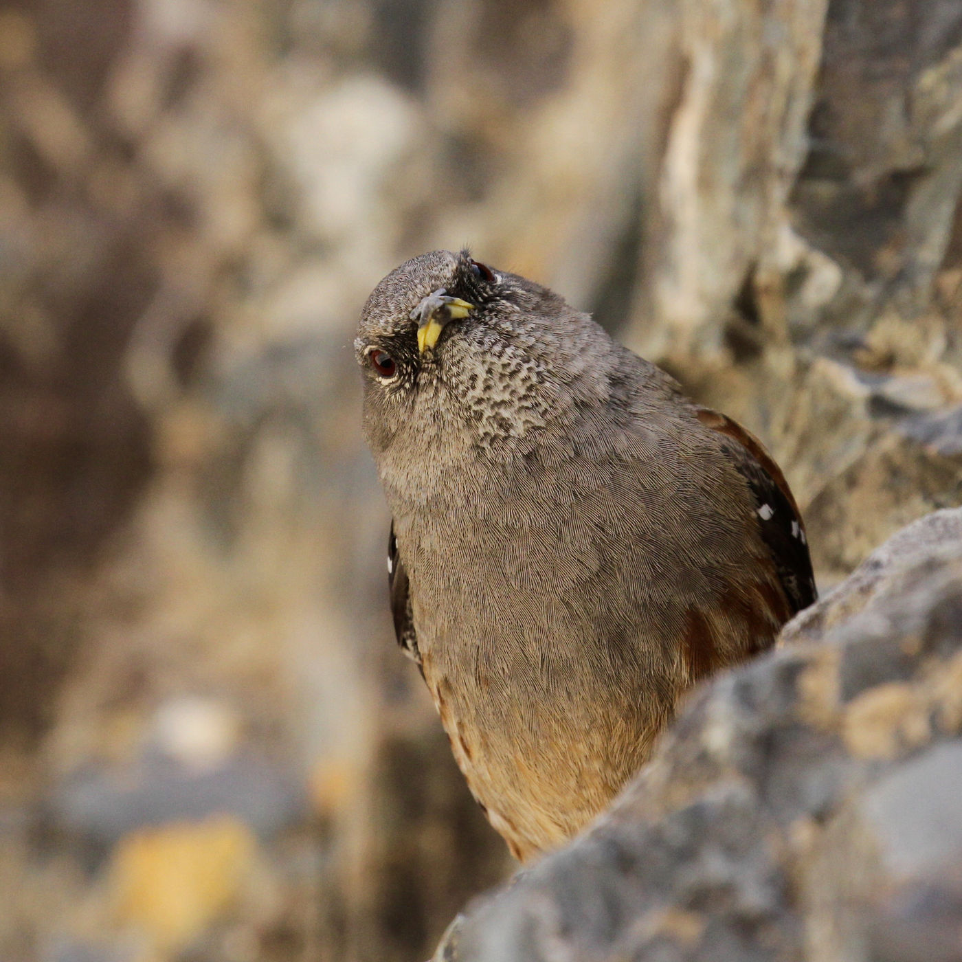 Close-up of an alpine accentor © Geert Beckers