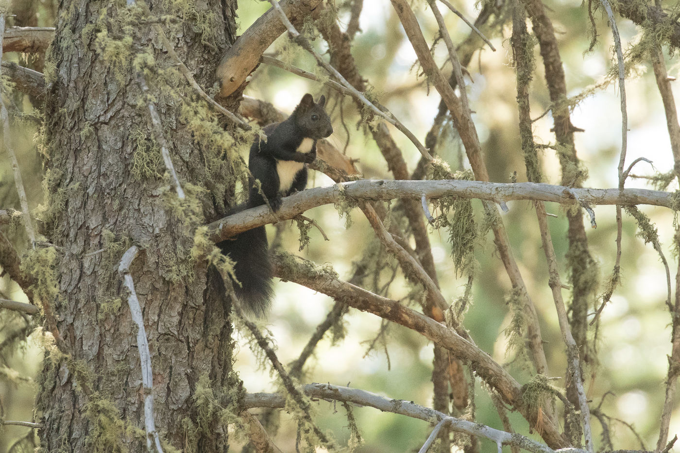 Red squirrels are a lot darker in Mongolia! © Geert Beckers