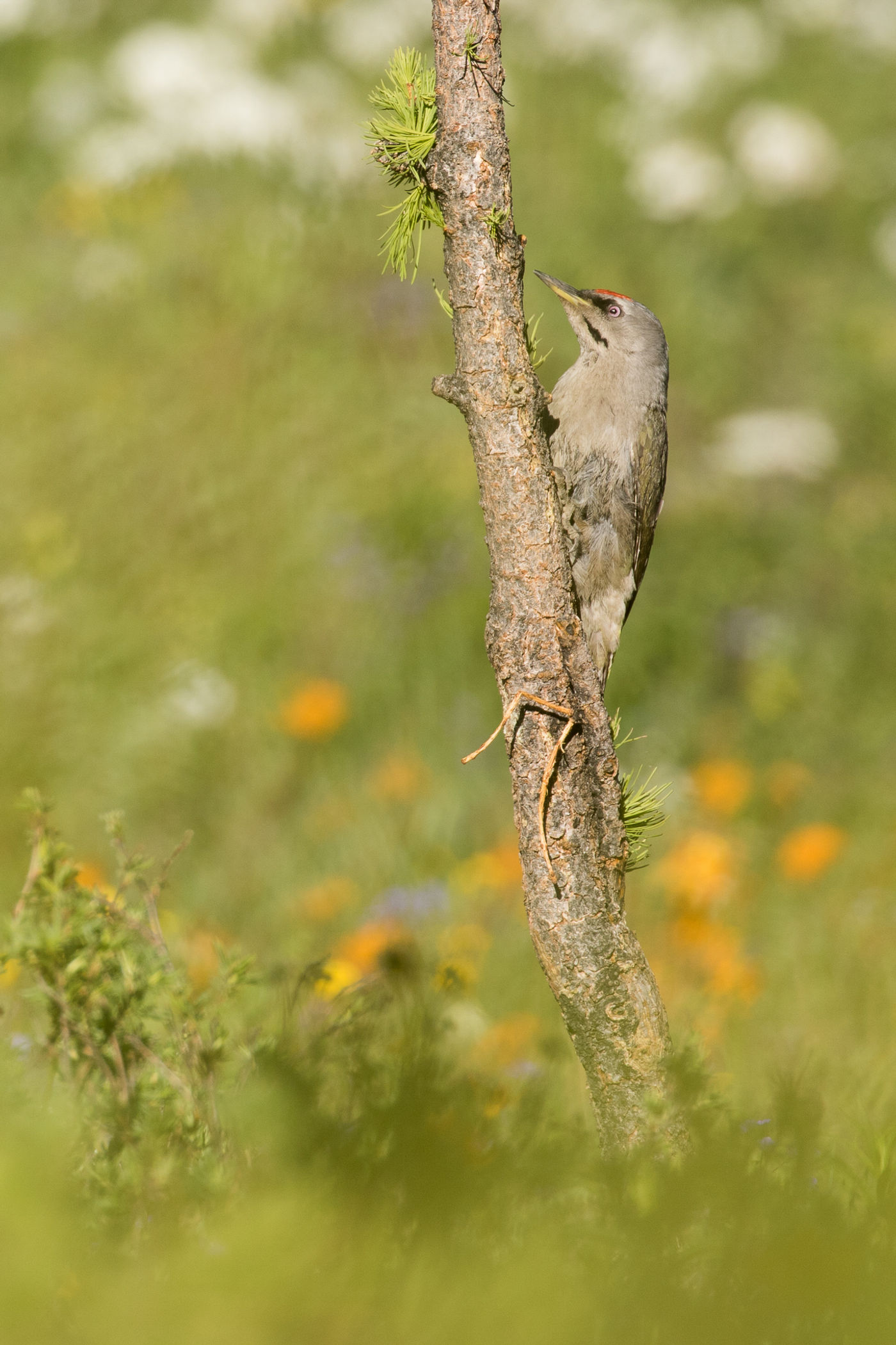 Een grijskopspecht op ooghoogte, het kan hier allemaal. © Johannes Jansen