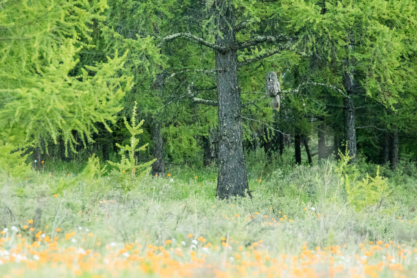 Great grey owl, simply stunning! © Johannes Jansen