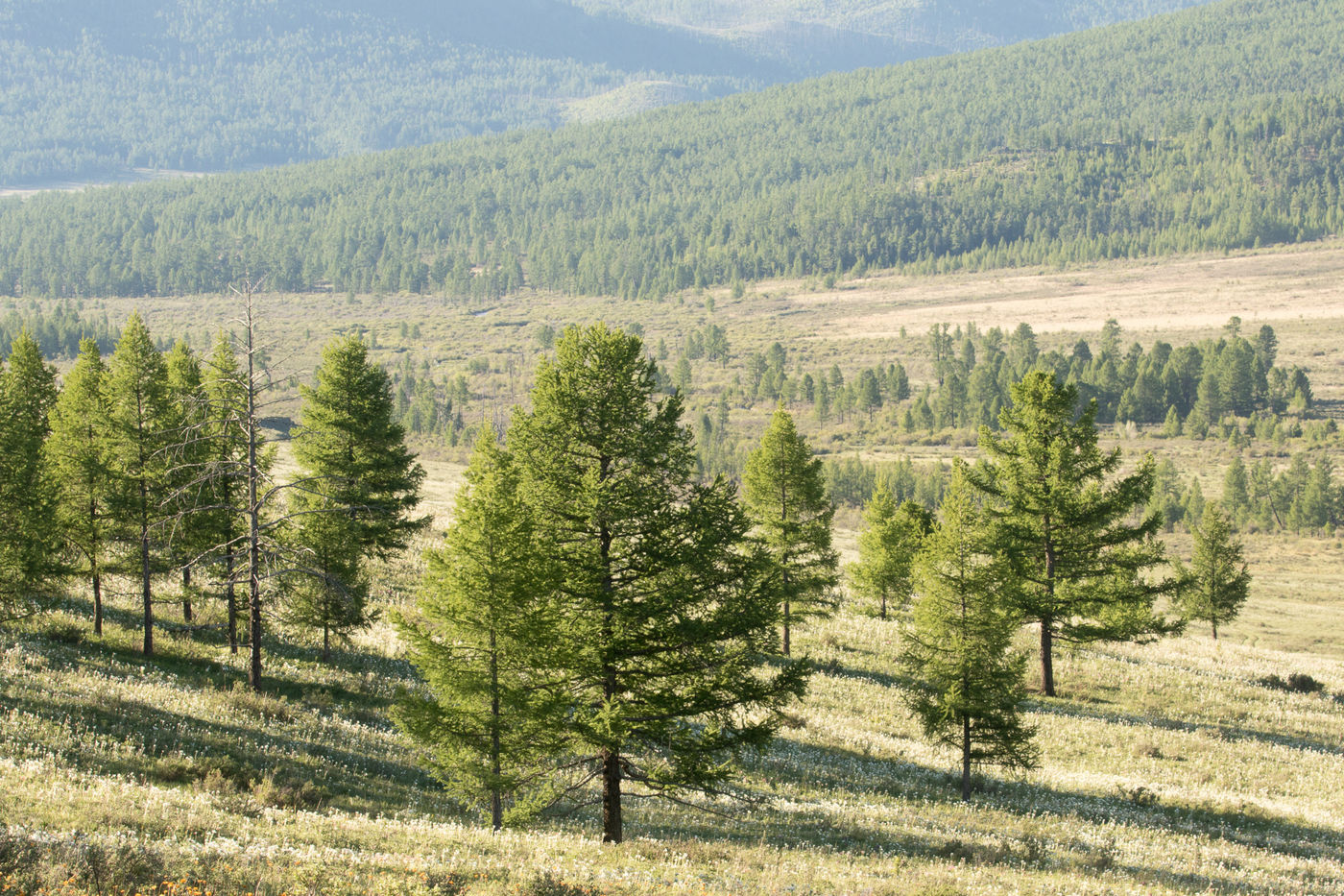 Vast pine forests © Johannes Jansen