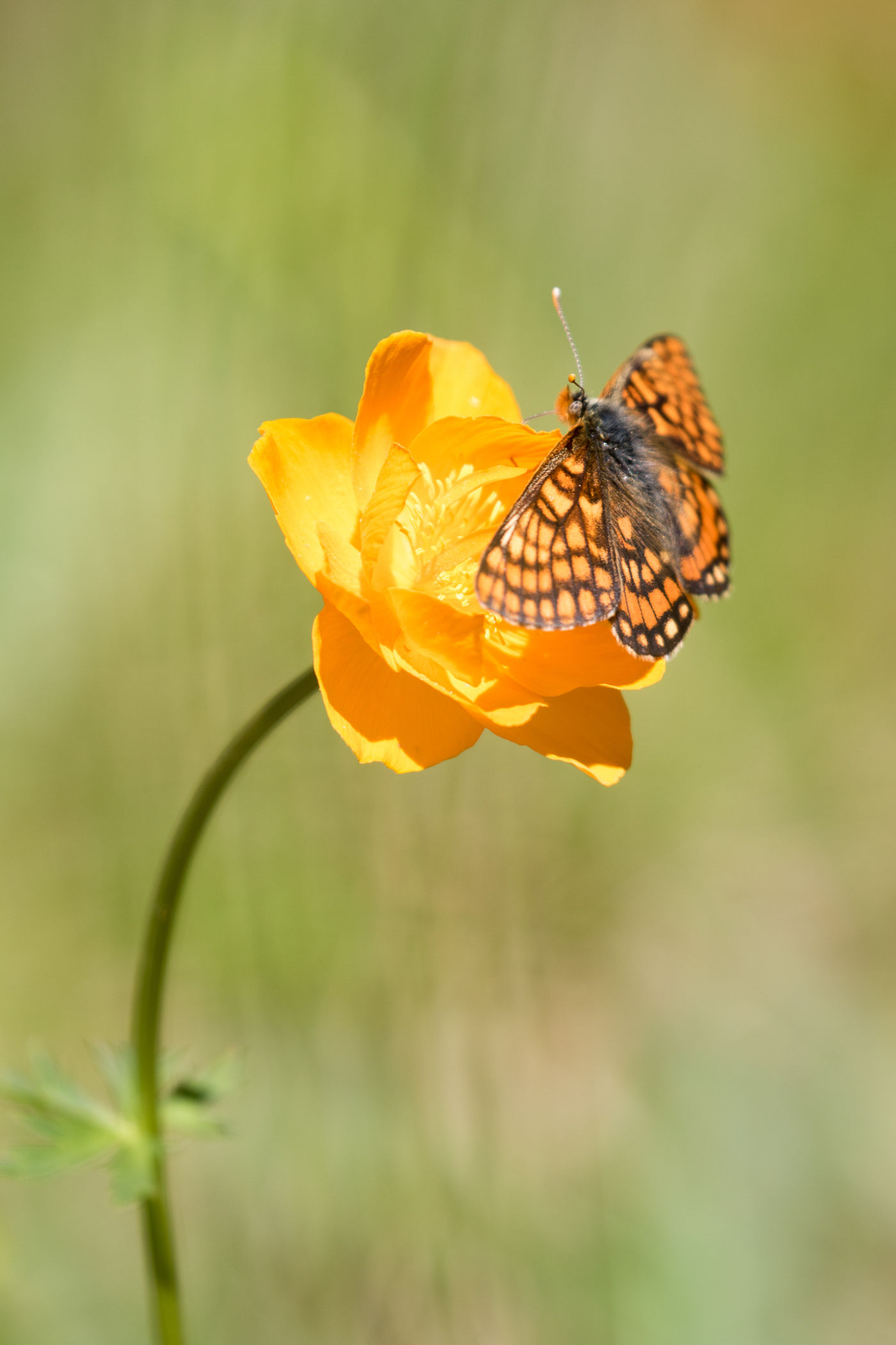 Euphydryas intermedia, a gorgeous species from the boreal meadows. © Johannes Jansen