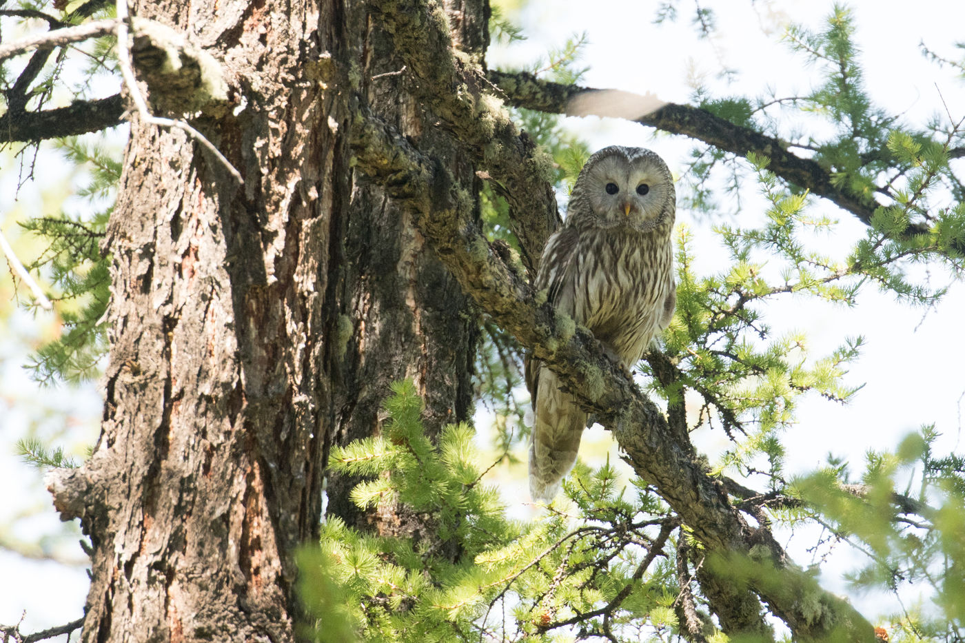 A Ural owl near the nest. © Johannes Jansen