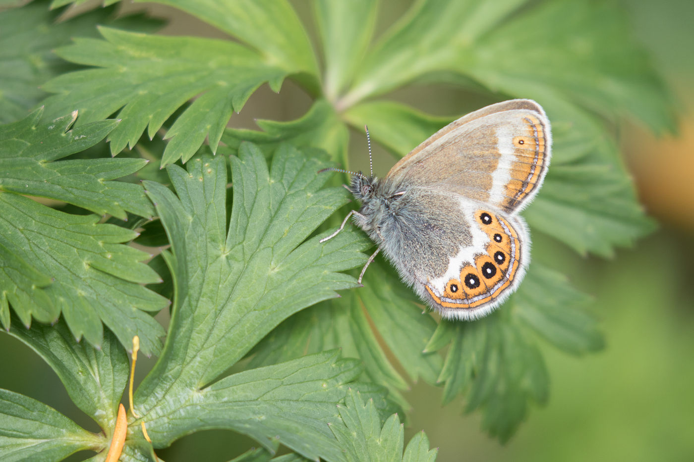 Een zilverstreephooibeestje, een indicator van intacte natuur. © Johannes Jansen