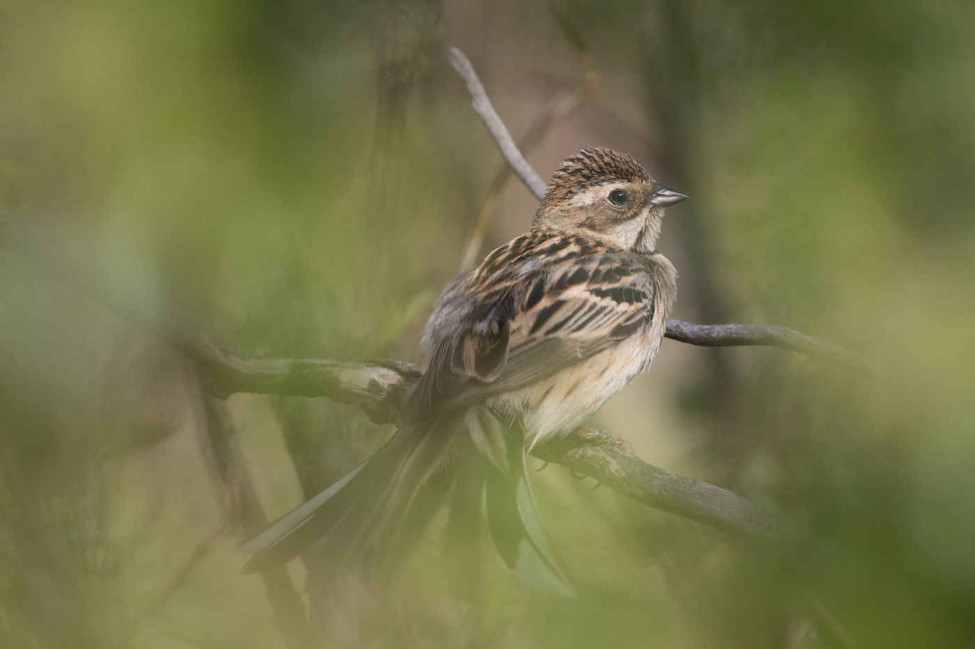 Pallas's reed bunting showing the goods. © Johannes Jansen