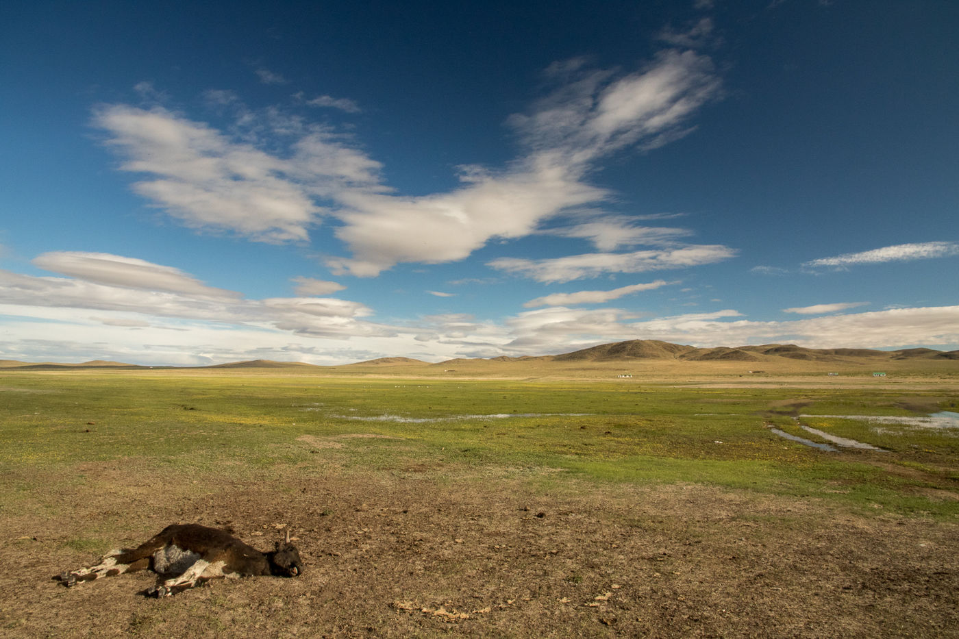 Carcass of a calf on the steppe, food for the vultures... © Johannes Jansen