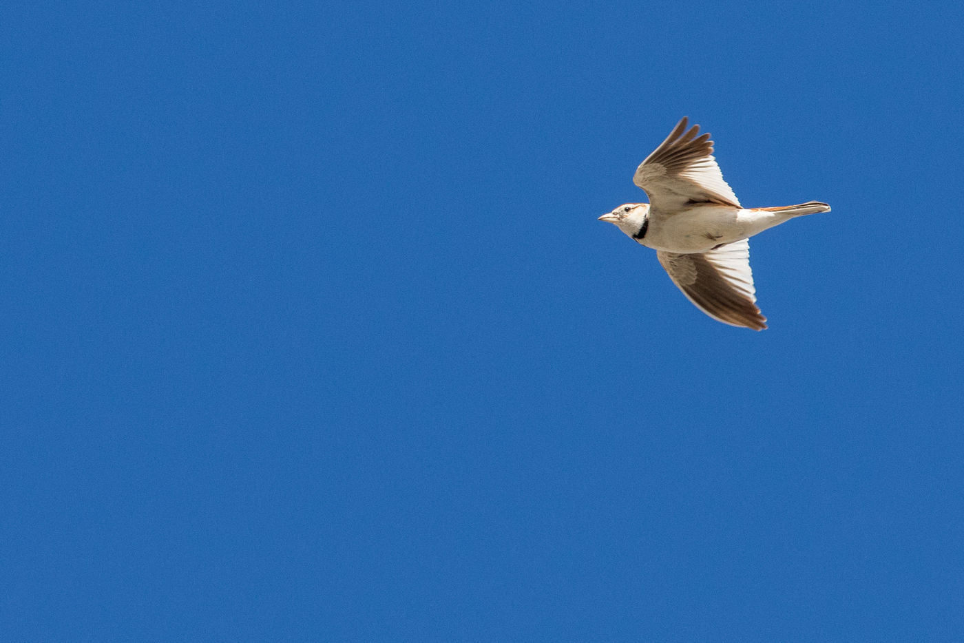 A Mongolian lark in song flight. © Johannes Jansen