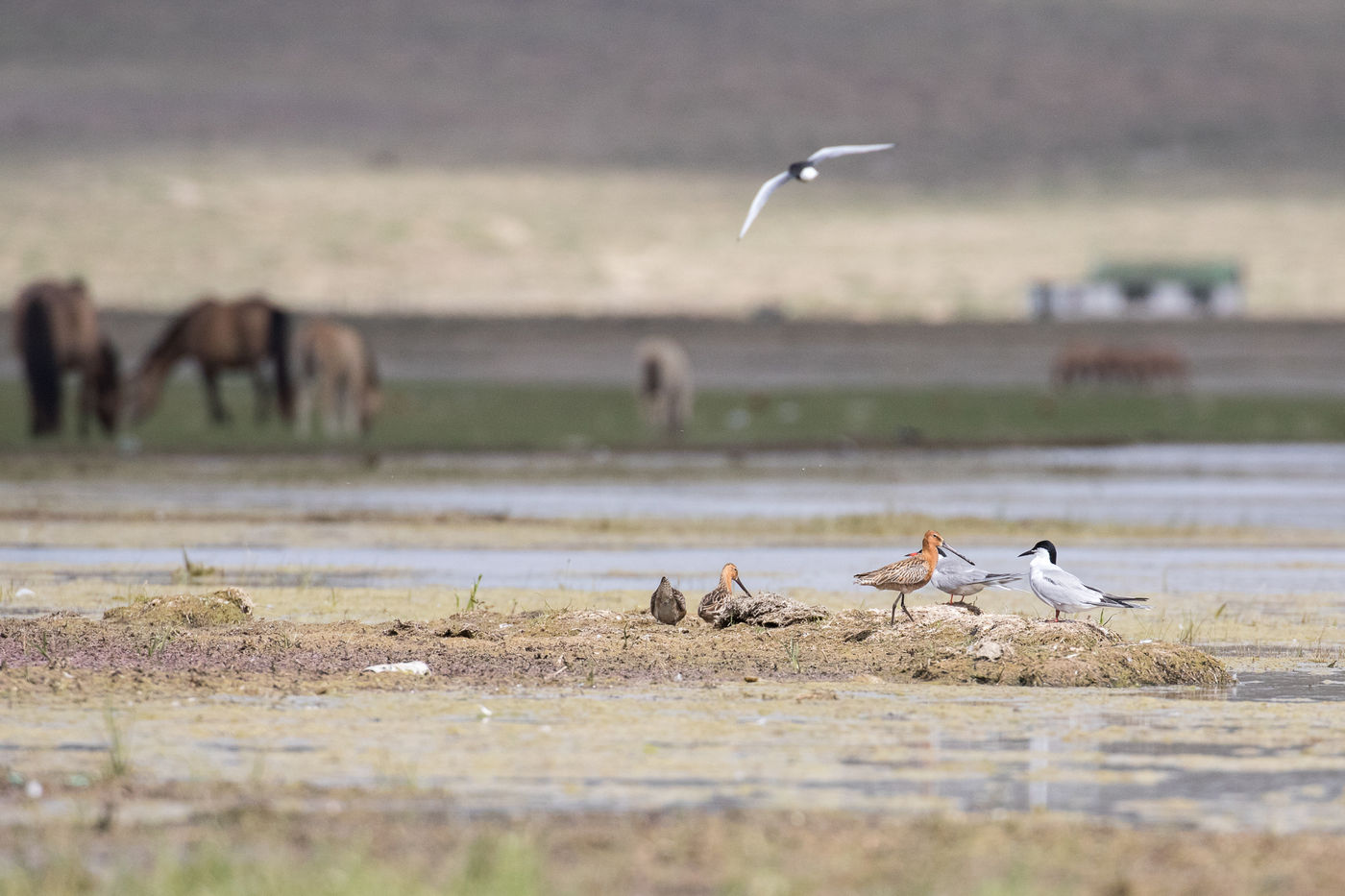 Asian dowitchers accompanied by common terns and white-winged terns, a great combination. © Johannes Jansen