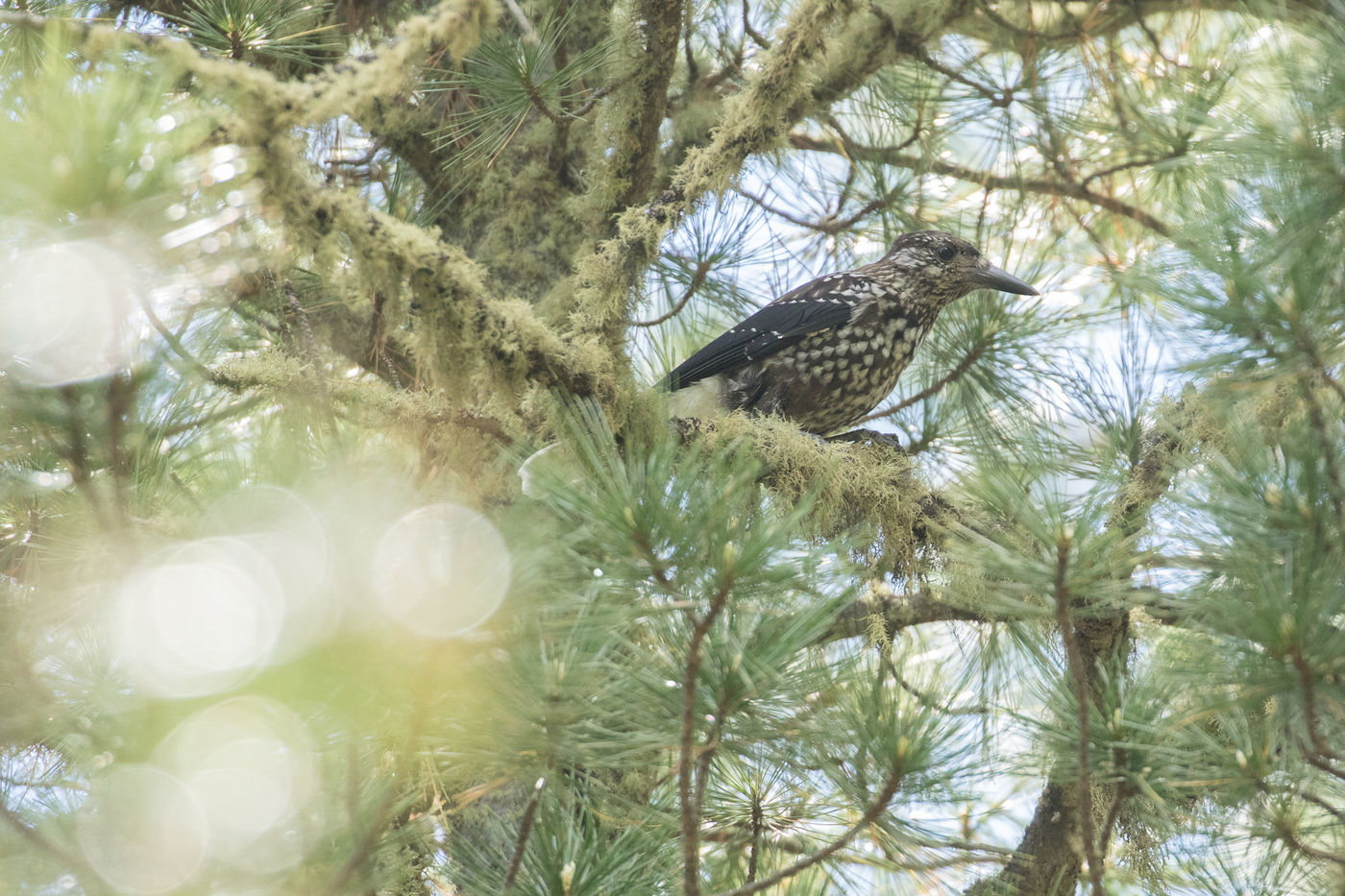 Een notenkraker nabij het nest. © Johannes Jansen