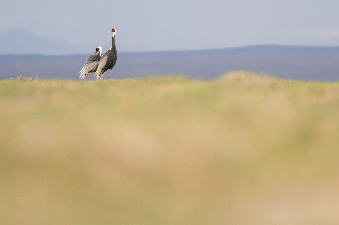 White-naped cranes, een van die soorten die je hart sneller doen kloppen. © Johannes Jansen