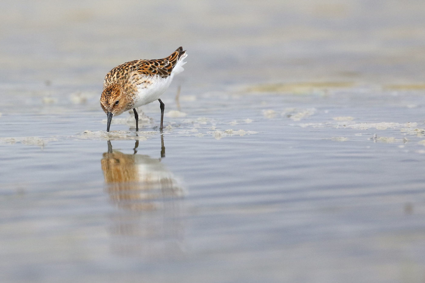 This summer plumage little stint prepares to fly north. © Johannes Jansen