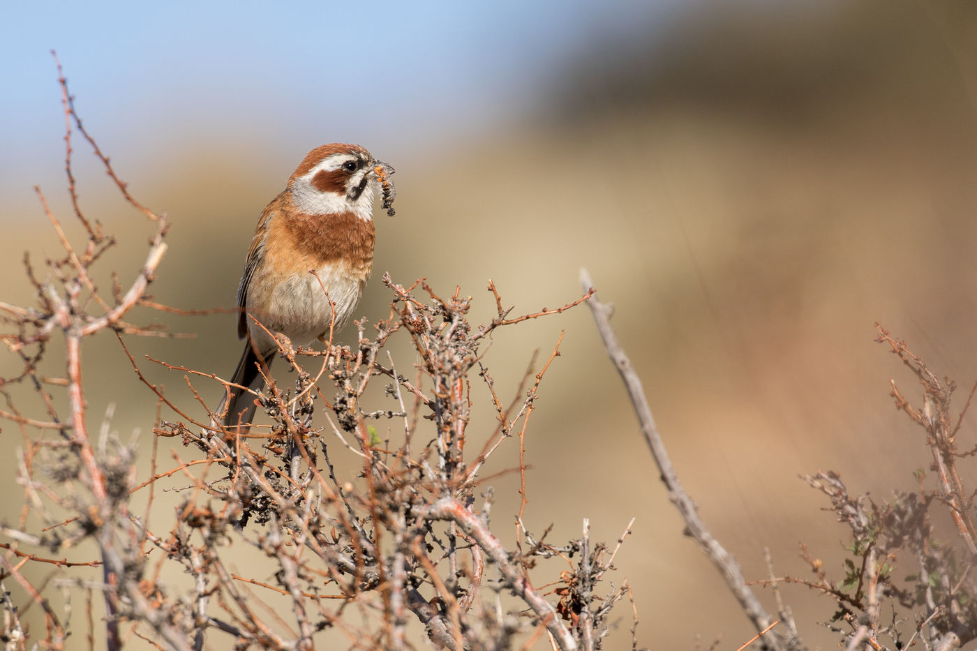 Meadow bunting with food, near the nest. © Johannes Jansen