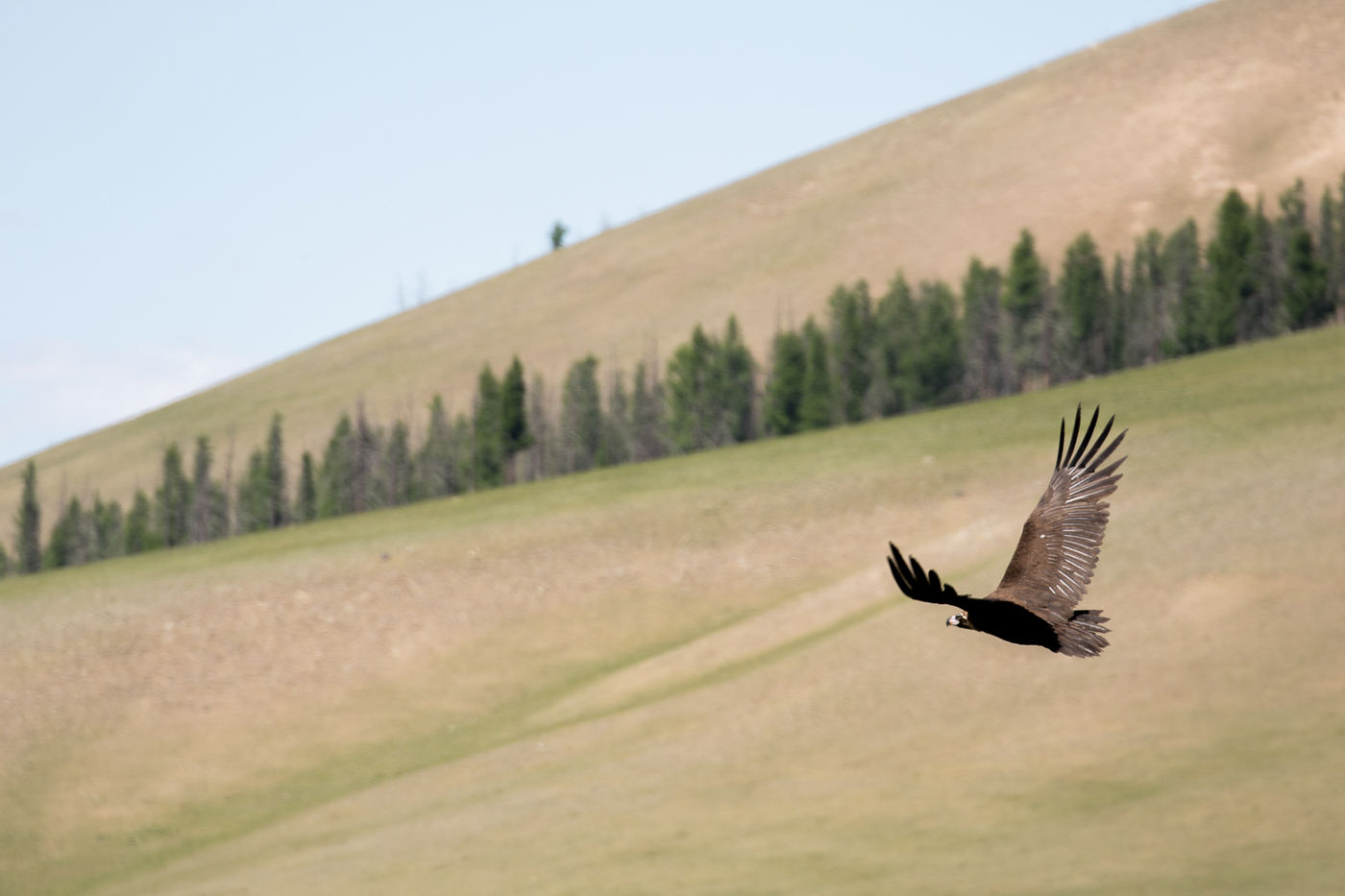 Cinereous vulture looking for prey. © Johannes Jansen