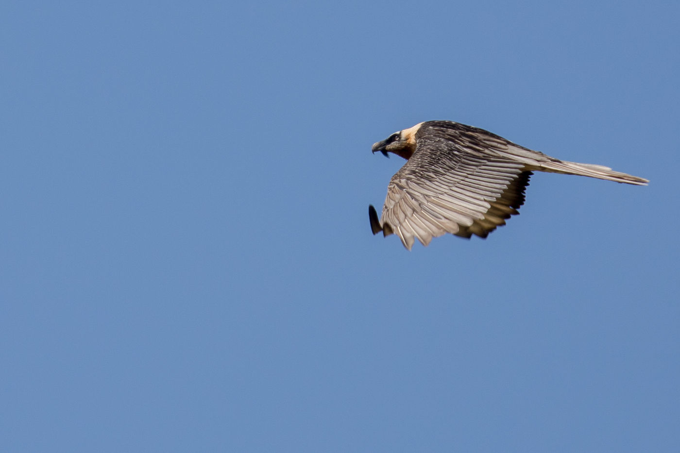 The presence of lammergeiers usually means we're dealing with untouched nature. © Johannes Jansen