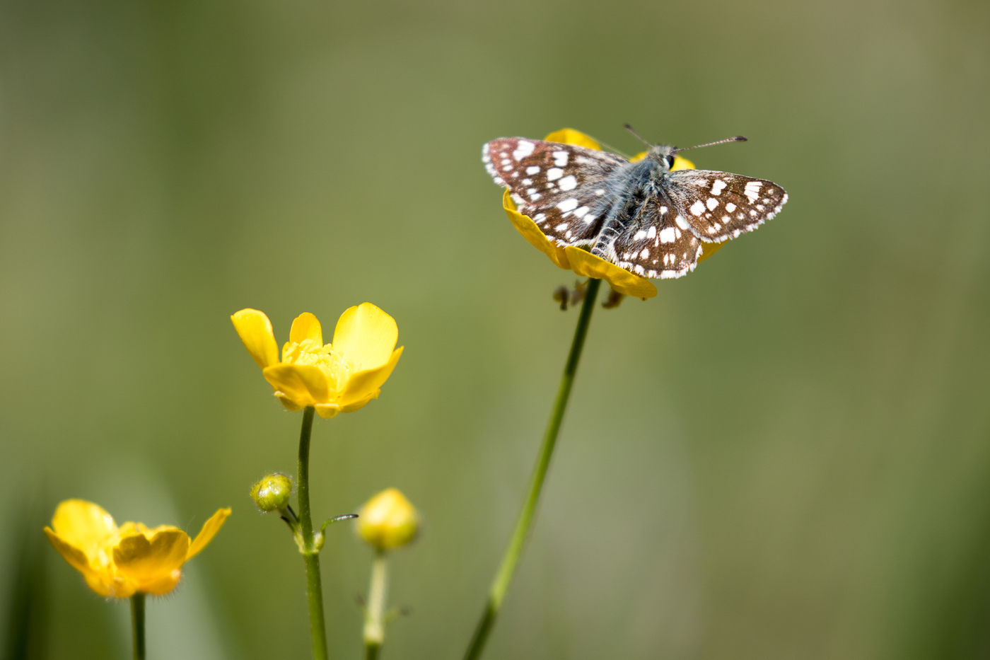 Spinose skipper, a new one for our trip list! © Johannes Jansen