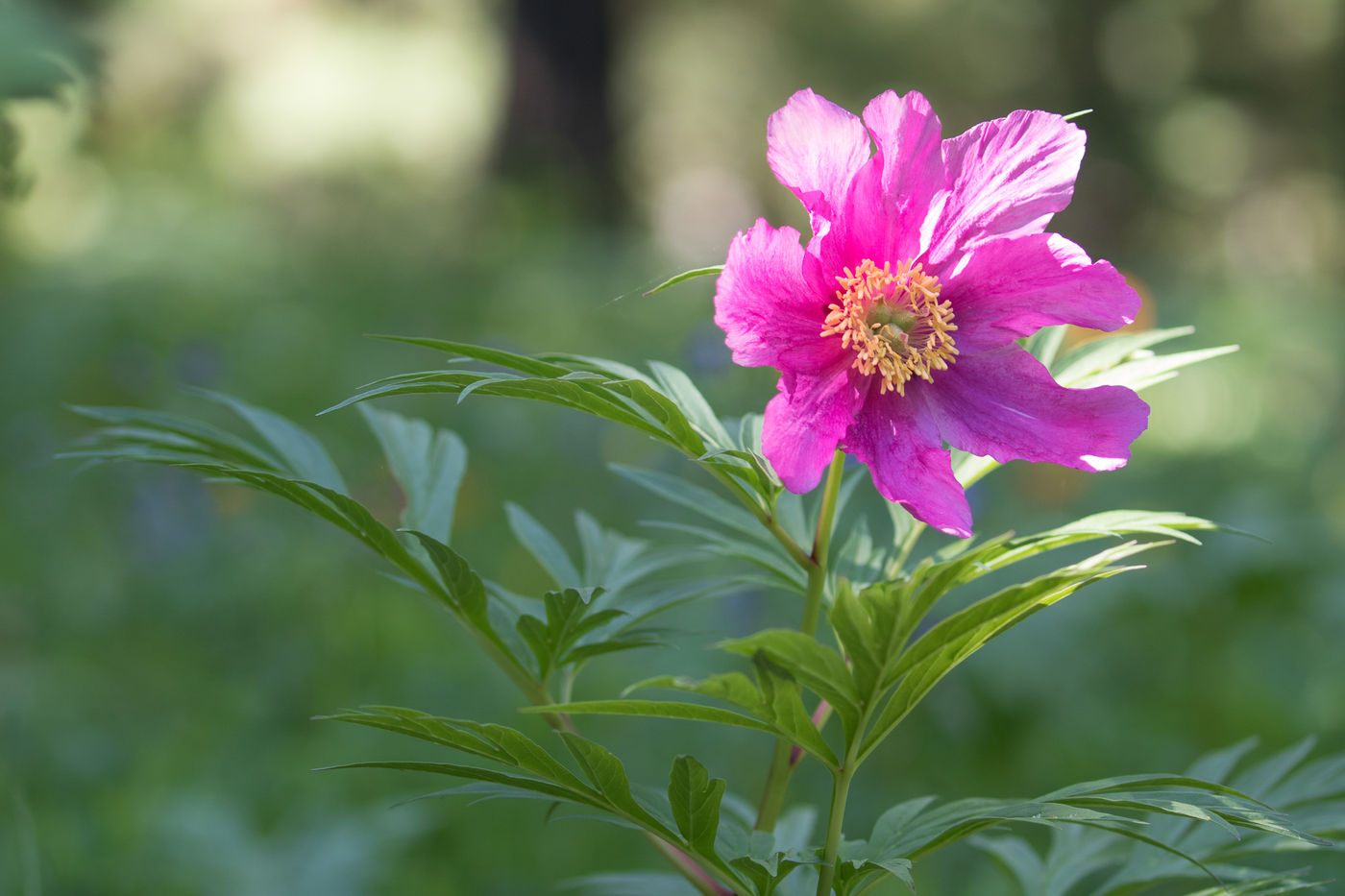 Tal van bijzondere bloemen zoals deze anemoon kruisen ons pad. © Johannes Jansen