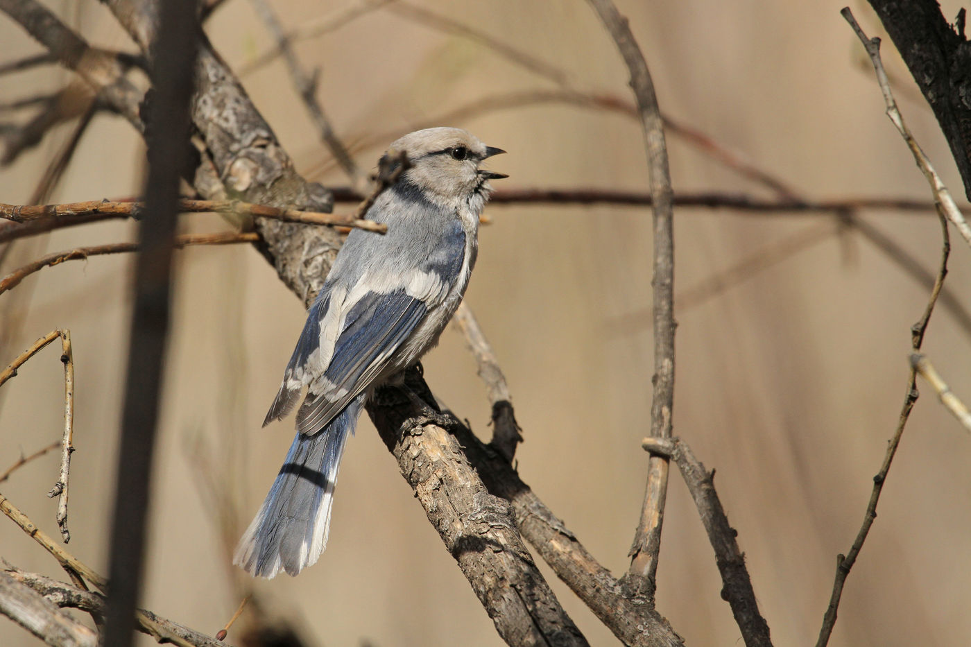 Superbe observation de la mésange azurée © Maarten Jacobs