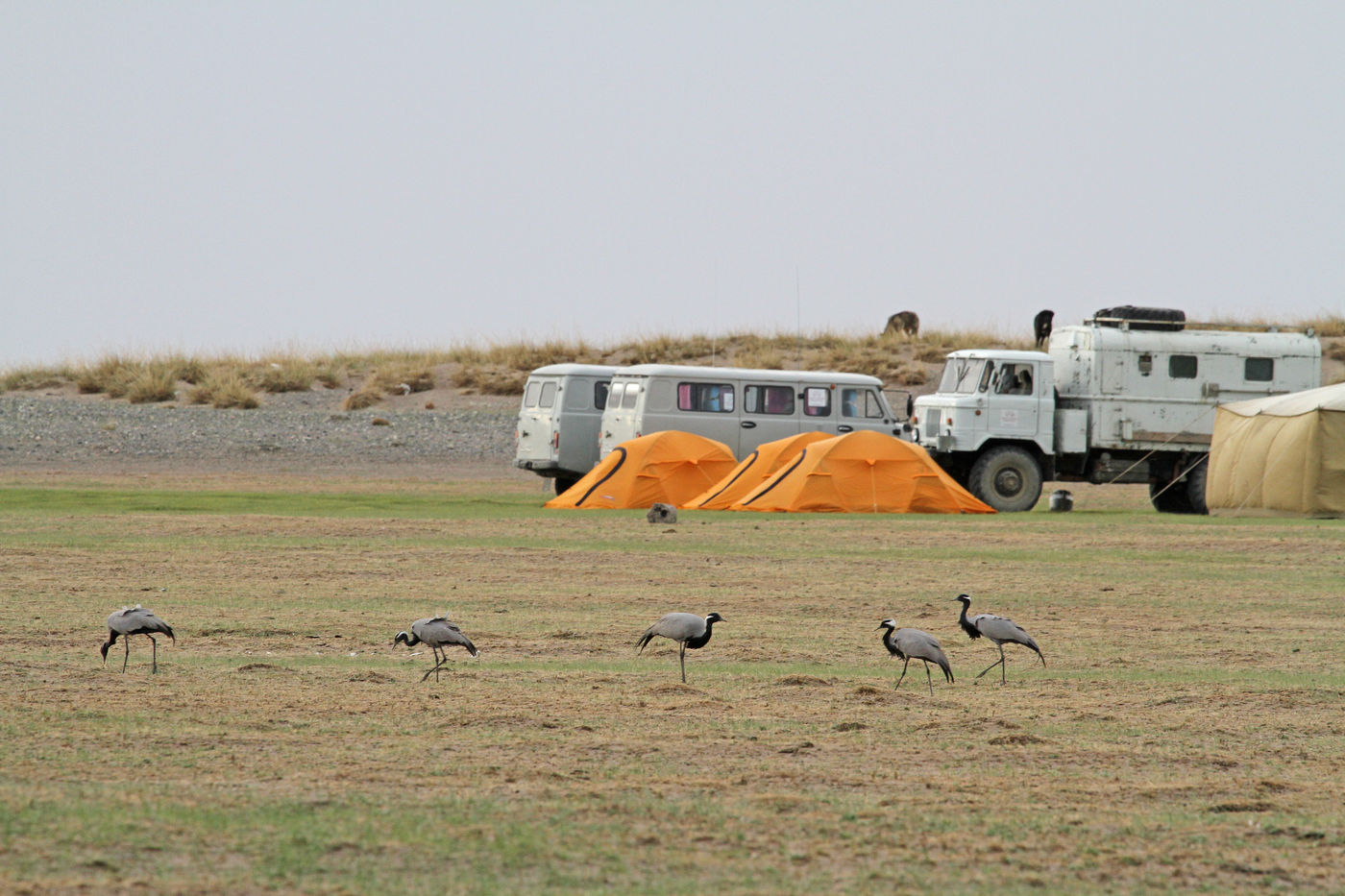 's Morgens blijkt een familie jufferkraanvogels ons kamp te hebben uitgekozen. © Maarten Jacobs