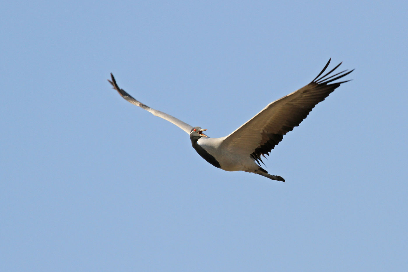 Een jufferkraanvogel komt roepend langsgevlogen. © Maarten Jacobs
