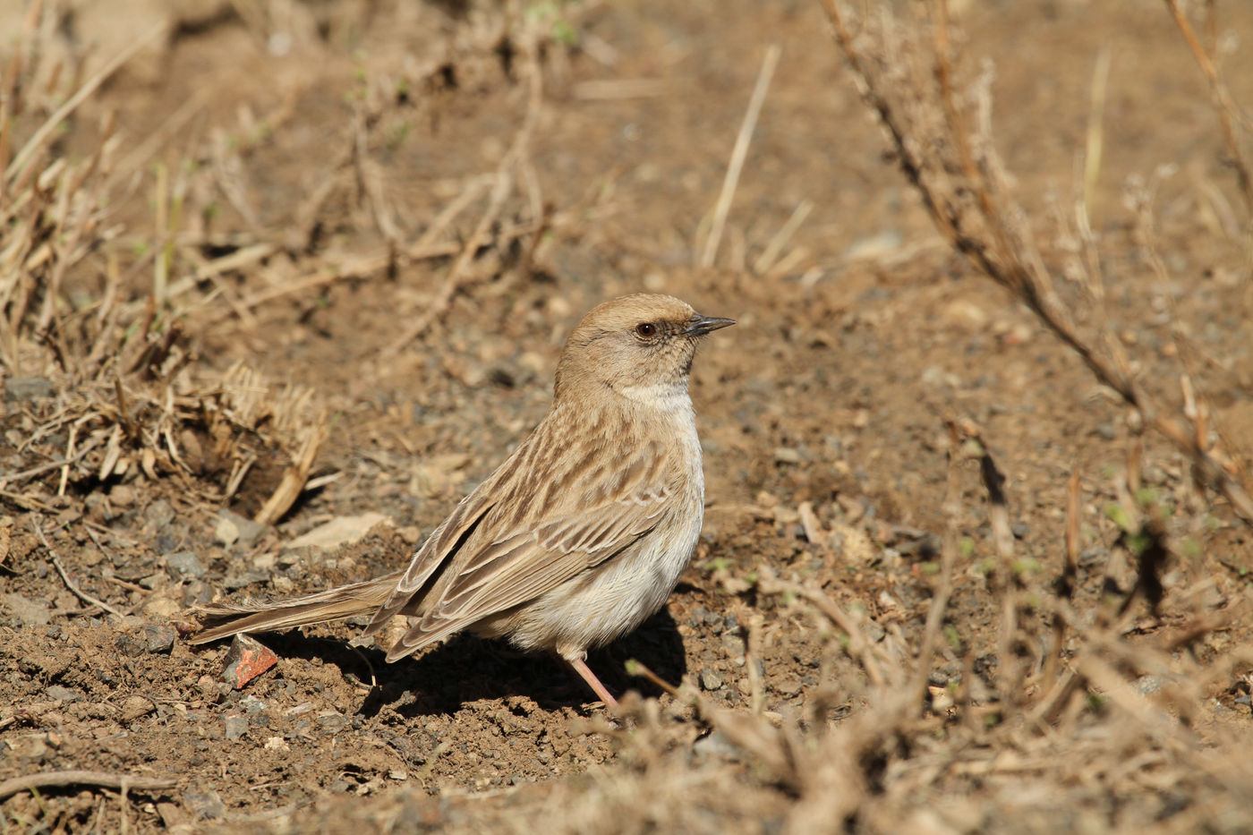 De Mongoolse heggenmus is een endeem van het hoogland. © Maarten Jacobs