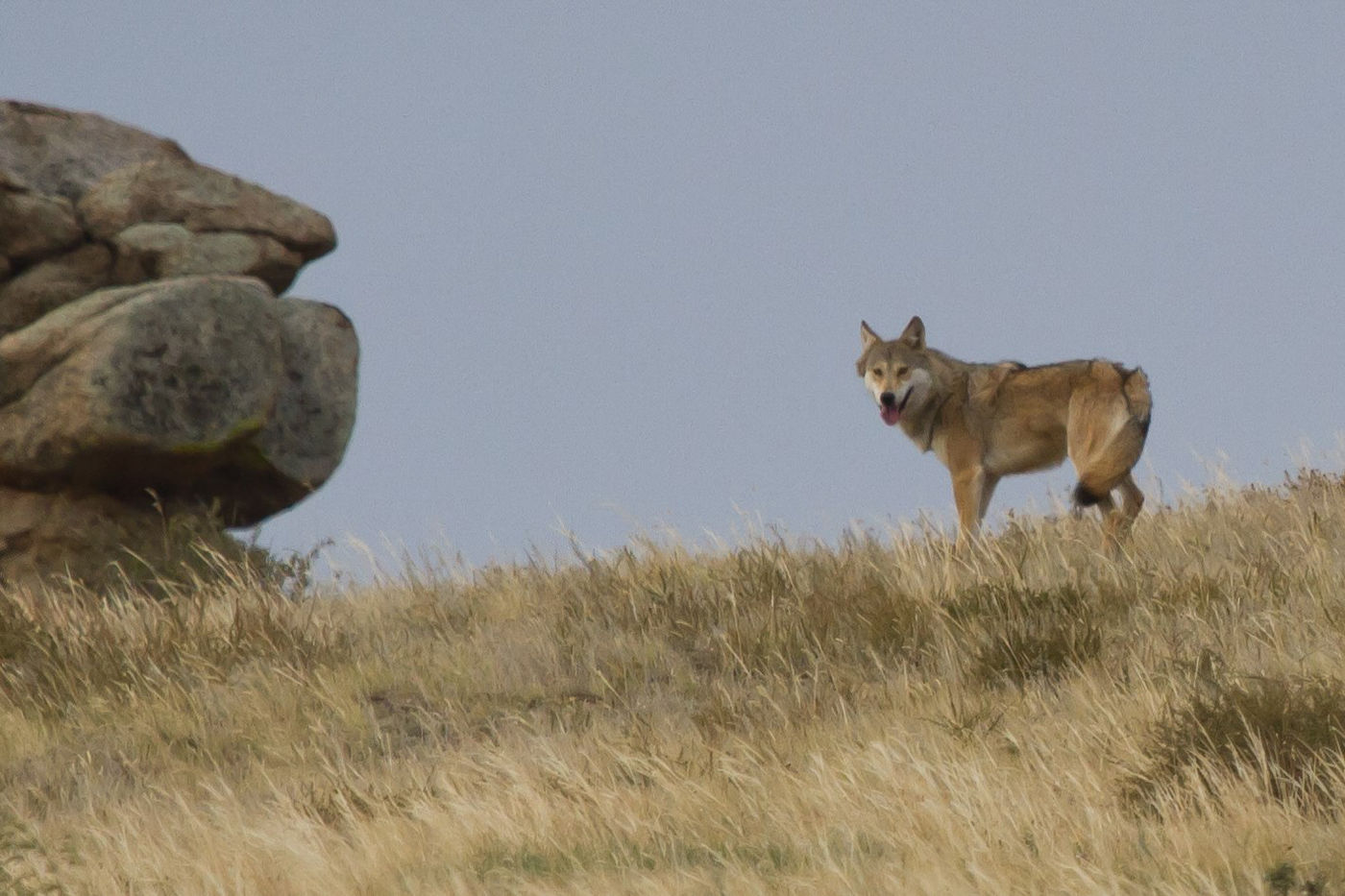 Een wolf. © STARLING reizen