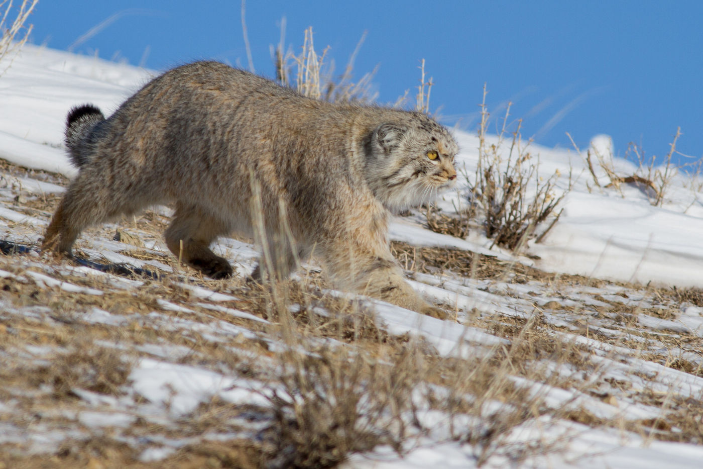 Chat de Pallas . l'un des objectifs du voyage ! © voyages STARLING