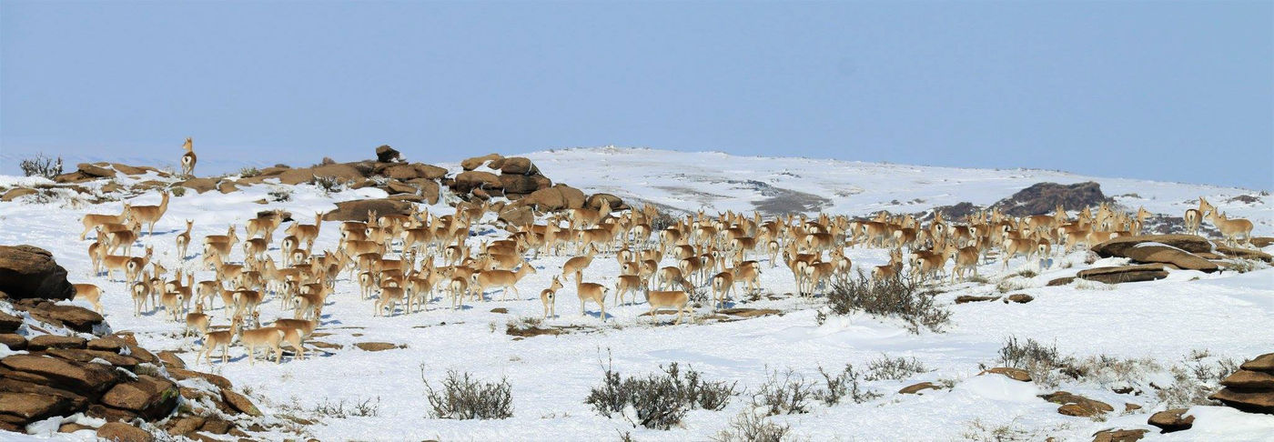 Antilopes Saïga © voyages STARLING