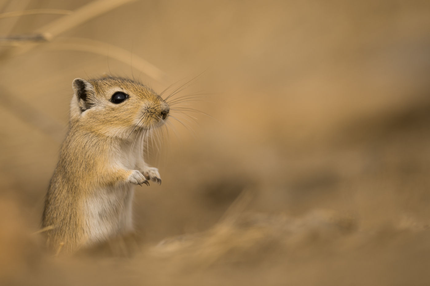 Knaagdieren moeten zich in de winter voorzien op ijzige temperaturen die tot diep in de bodem doordringen. © Billy Herman