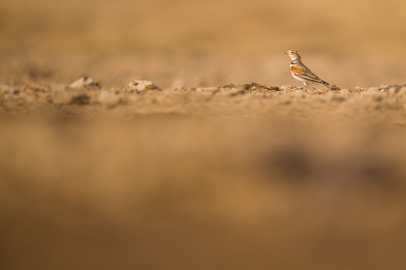 De Mongoolse leeuwerik is een van de doelsoorten deze reis. © Billy Herman