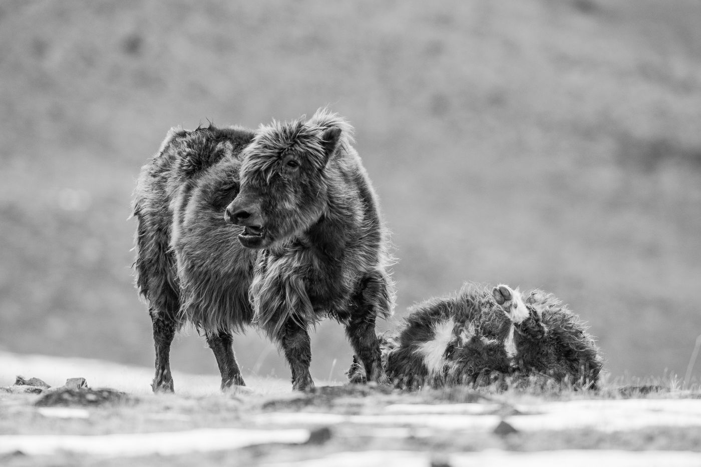 Een moeder treurt om haar kalf, pas gedood door een sneeuwluipaard. © Billy Herman