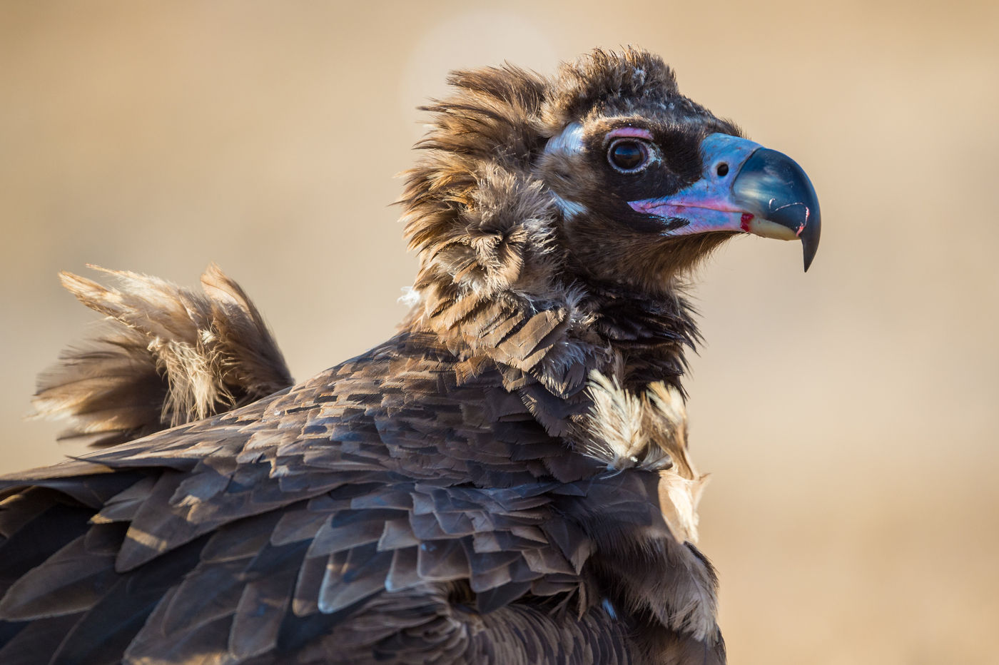 Cinereous vultures wander through the land of Genghis Khan, searching for carrion. © Billy Herman