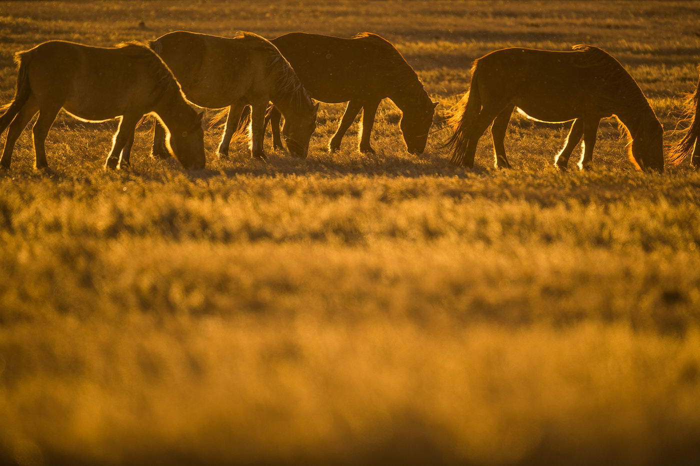 Chevaux dans les steppes mongoles © Billy Herman