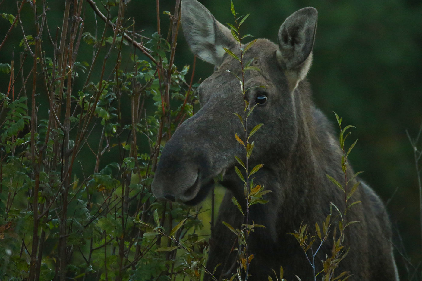 Rencontre surprise avec un élan. © Voyages STARLING