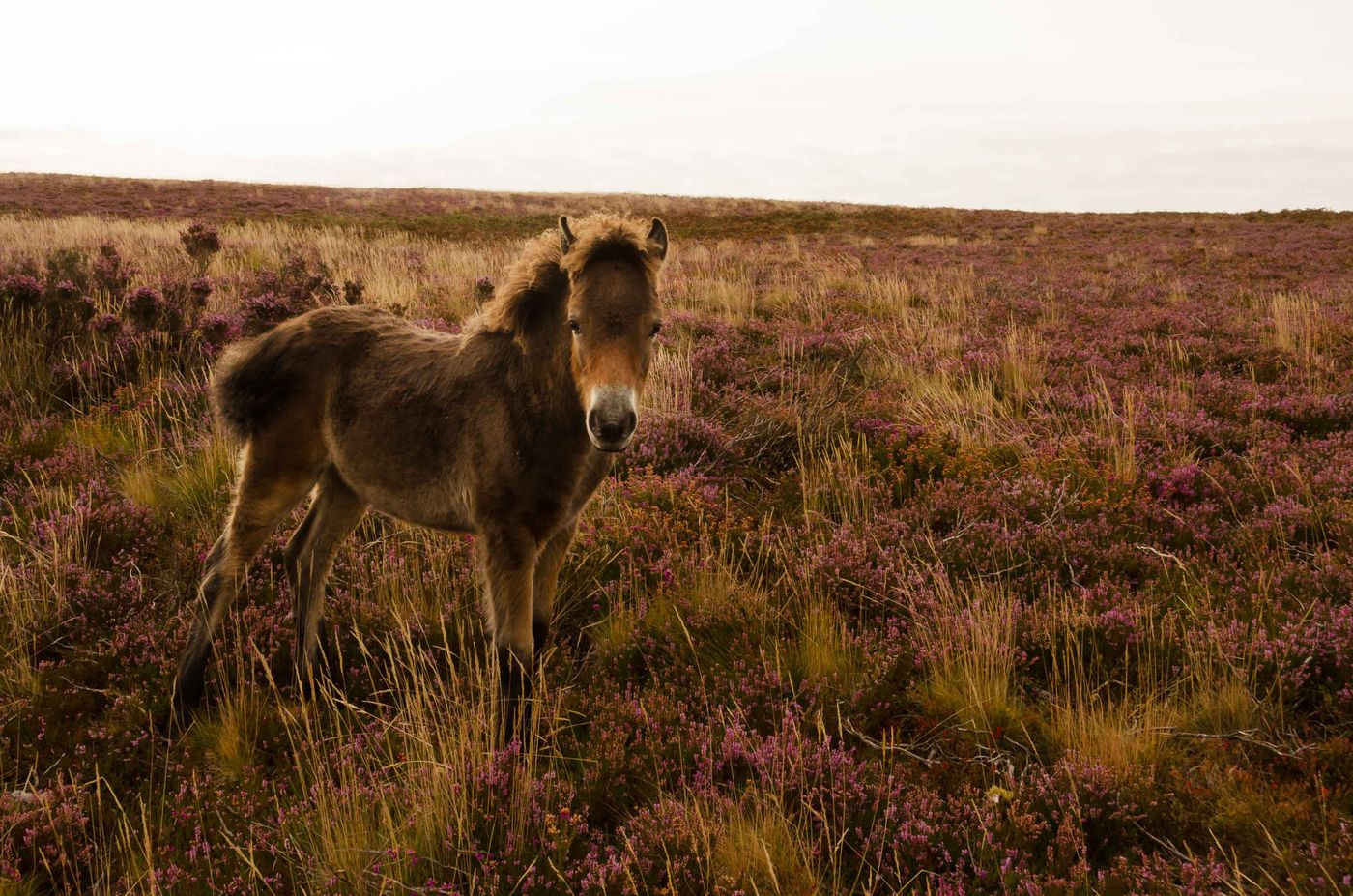 Een Exmoor-pony komt ons begroeten. © Hans Debruyne