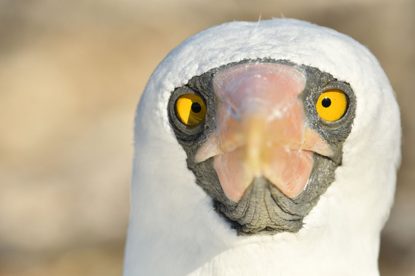 Een endeem van de eilandenarchipel en nauw verwant aan de maskergent, is deze Nazca booby. © Yves Adams