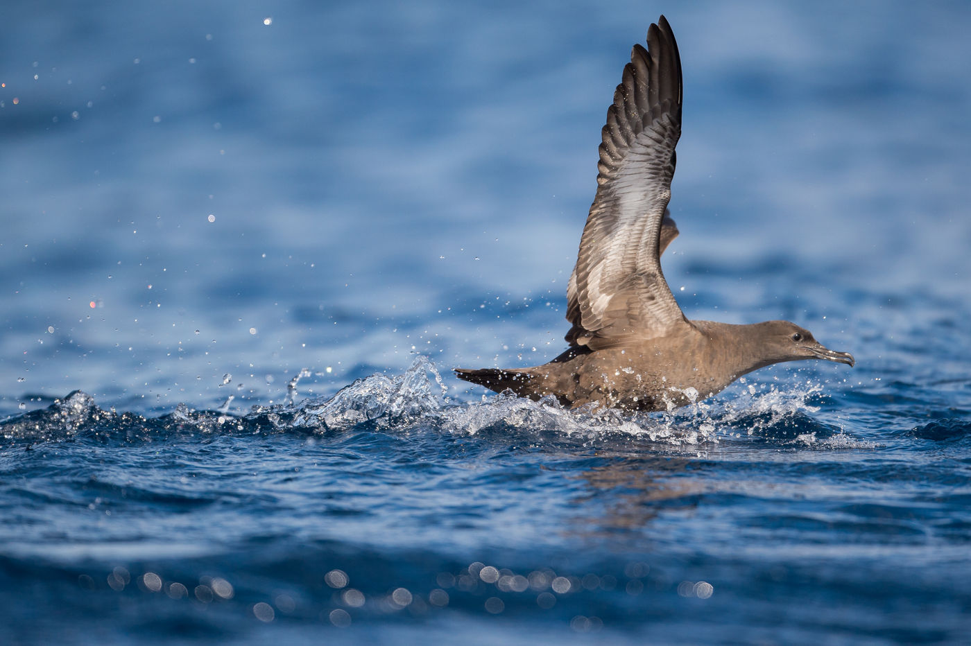 Een grauwe pijlstormvogel vertrekt vanop het water. © Billy Herman