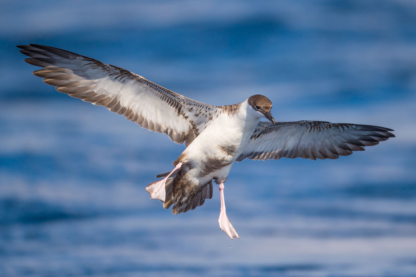 Tijdens een boottocht op de Atlantische oceaan maken we kans op tal van soorten zoals deze grote pijlstormvogel. © Billy Herman