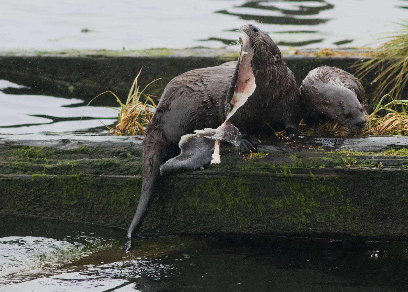 Noord-Amerikaanse otters zijn vrij algemeen, je ziet ze op piertjes en strekdammen. © Joachim Bertrands