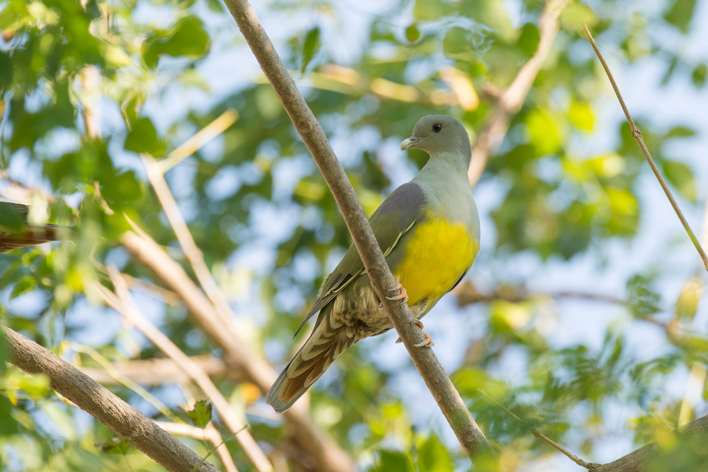 Een bruce's green pigeon poseert voor de lens. © Benny Cottele