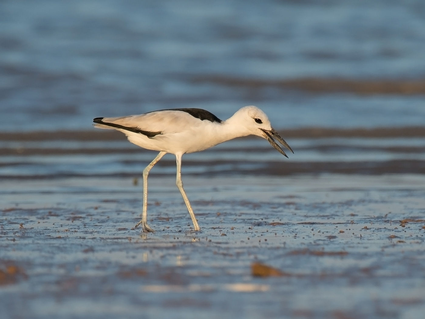 De krabplevier, uniek in z'n soort! © Benny Cottele