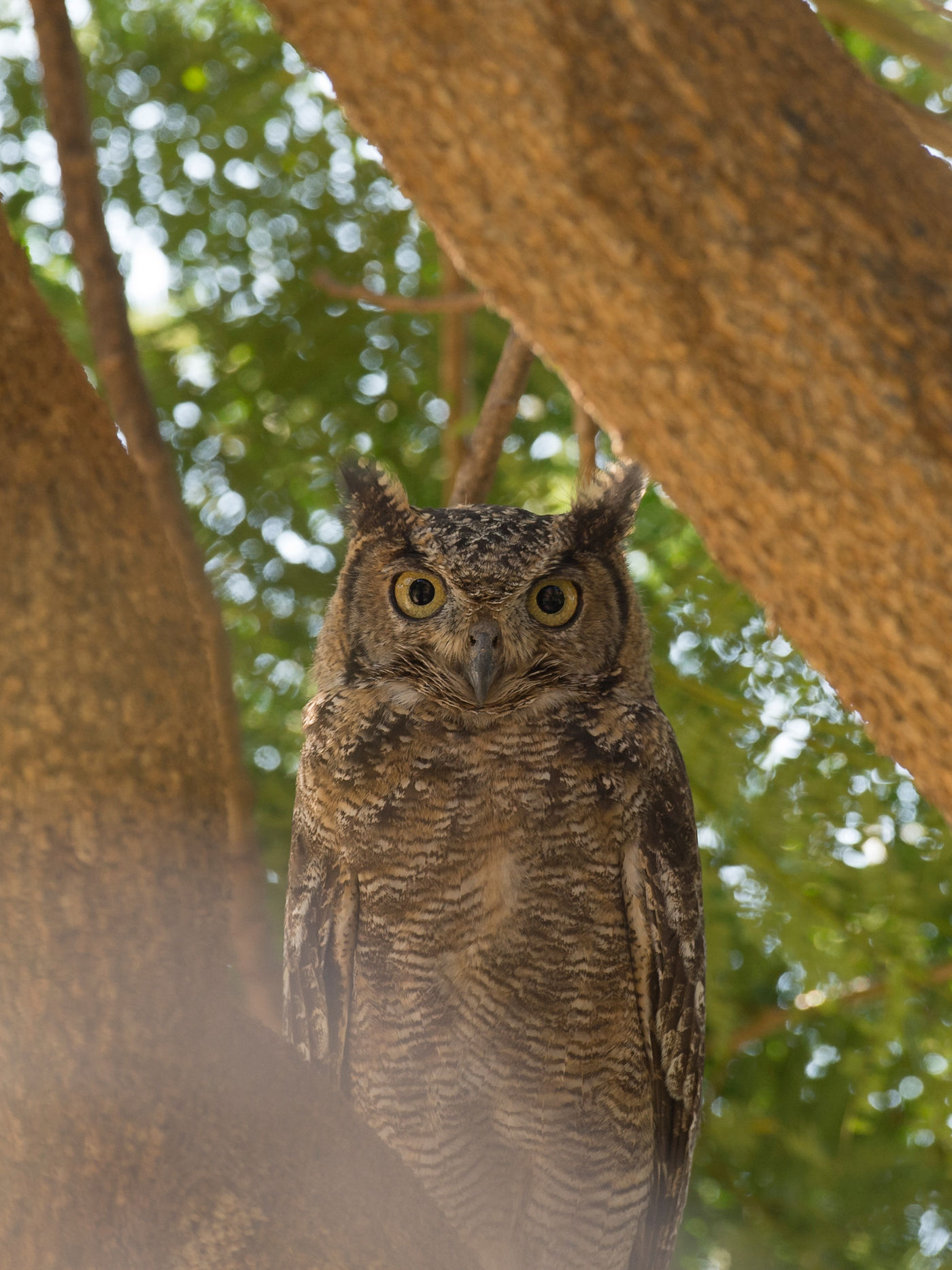 Een impressionante Arabian eagle owl staart ons aan vanuit z'n roestplaats. © Benny Cottele