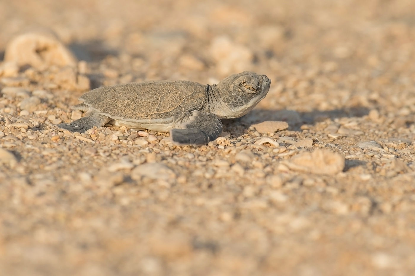 Een jong zeeschildpadje probeert het water te bereiken. © Benny Cottele