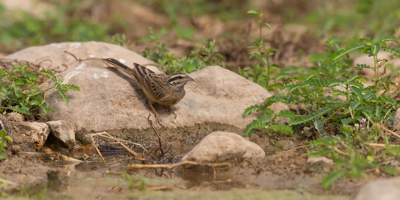 Un bruant striolé vient s'abreuver. © Benny Cottele